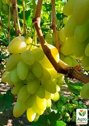 Саджанець Agro-Market Виноград Біла Акація (ранній великий виноград із соковитою хрусткою м'ясистою ягодою) 1 шт. в пакуванні (153786) - мініатюра 2