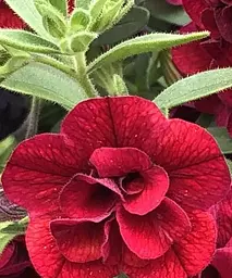 Калібрахоа Calita Double Red (контейнер №10 висота 10-15 см) Agro-Market 1 саджанець в упаковці (64404) - мініатюра 2