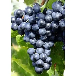Саджанець Agro-Market Виноград Молдова (пізній термін дозрівання, добре зберігається до 180 днів і транспортується) 1 шт. в упаковці (19799) - мініатюра 3