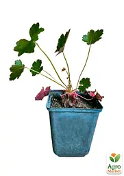 Саджанець Agro-Market Гейхера (Heuchera) Heuchera Emperor's New Clothes Purple (53391) - мініатюра 2
