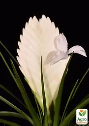 Саджанець Agro-Market Тіландсія Biancini (Tillandsia Cyanea