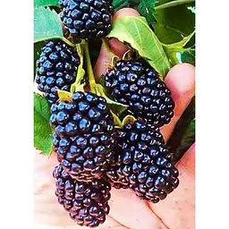Саджанець Agro-Market Ожина пізньостигла Навахо (Navaho) 1 шт. в упаковці (46039) - мініатюра 2