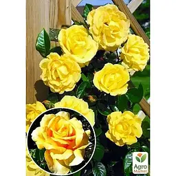 Саджанець Agro-Market Троянда плетиста Сонце світло (Sun light) (клас АА +) (17468) 1 шт. - мініатюра 2