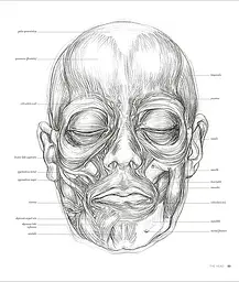 Anatomy for the Artist - мініатюра 3