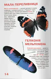 Велика книжка. Метелики - мініатюра 5