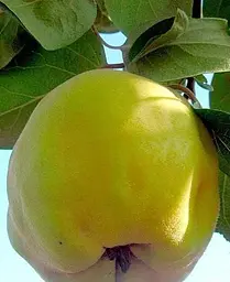 Саджанець Agro-Market Айва Відмінниця (осінній сорт, середнього терміну дозрівання) (39898) 1 шт. в упаковці - мініатюра 3