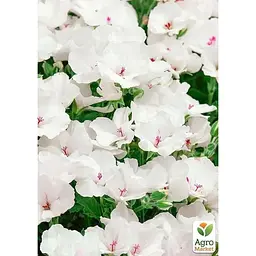 Саджанець Agro-Market Пеларгонія Королівська Candy Flowers White (контейнер №10 висота 10-20 см) (176667) 1 шт. в упаковці - мініатюра 3