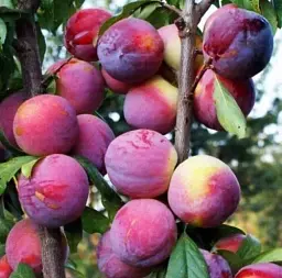 Саджанець Agro-Market Гібрид слива-персик колоновидний яскраво рожевий Північне сяйво (Northern Lights) (преміальний великоплідний сорт, середній термін дозрівання) 1 шт. в упаковці (47136) - мініатюра 2