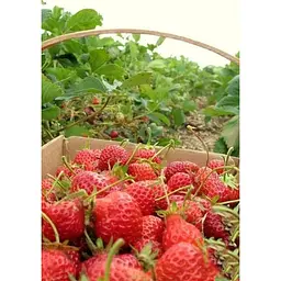 Саджанець Agro-Market Полуниця Спокуса 5шт (ремонтантний сорт один з кращих, ранній термін дозрівання) (44703) - мініатюра 4