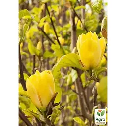 Саджанець Agro-Market Магнолія щеплена 4-річна бруклінська Yellow Bird (висота 40-50 см) (146260) 1 шт. в упаковці - мініатюра 2