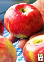 Саджанець Agro-Market Яблуня Хоней Крисп (зимовий сорт, пізній термін дозрівання) 1 шт. в упаковці (23461) - мініатюра 4