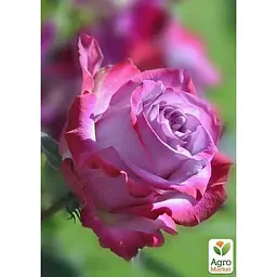 Троянда чайно-гібридна Agro-Market Deep Water саджанець класу АА+ вищий сорт 1 шт. в упаковці (181475) - мініатюра 2