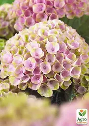 Саджанець Agro-Market LMTD Гортензія крупнолиста квітуча 2-х річна Magical Revolution Pink (25-35см) (62270) - мініатюра 3