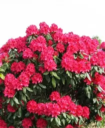 Рододендрон Agro-Market Nova Zembla квітучий 5-річний висота 50-60 см з Нідерландів 1 саджанець в упаковці (147852) - мініатюра 2