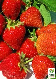 Саджанець Agro-Market Полуниця Сірафін (ремонтантний сорт) 5 шт. в пакуванні (44712) - мініатюра 3