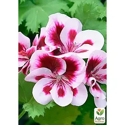 Саджанець Agro-Market Пеларгонія Королівська Candy Flowers Bicolor (контейнер №10 висота 10-20 см) (177142) 1 шт. в упаковці - мініатюра 2