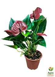 Саджанець Agro-Market Антуріум (Anthurium) Sempre 40-60 см кімнатний 1 шт. в упаковці (115203) - мініатюра 3