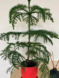 Саджанець Agro-Market Араукарія (Araucaria heterophylla) кімнатна ялина 1 шт. в упаковці (51637) - мініатюра 6