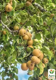 Саджанець Agro-Market Азіатська груша Ніджісейки (солодкий, суперсоковий сорт, середній термін дозрівання) 1 шт. в упаковці (175148) - мініатюра 2