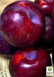 Саджанець Agro-Market Слива Анжеліна (осінній сорт, пізній термін дозрівання) 1 шт. в упаковці (20944) - мініатюра 2