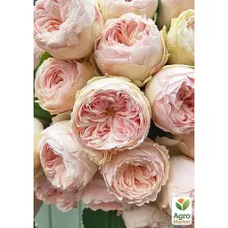 Троянда кущова Agro-Market Менсфілд парк Mansfield Park саджанець класу АА+ вищий сорт 1 шт. в упаковці (179285) - мініатюра 5