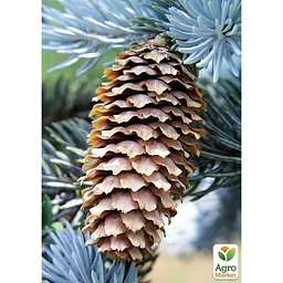 Саджанець Agro-Market Ялина блакитна Colorado Blue (горщик P9) (176605) - мініатюра 3