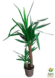 Саджанець Agro-Market Юка на штамбі Yucca Treculeana 2-х ярусна кімнатна 80-100 см 1 шт. в упаковці (182696) - мініатюра 3