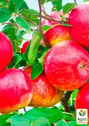 Саджанець Agro-Market Яблуня Моді (зимовий сорт, пізній термін дозрівання) 1 шт. в упаковці (39832) - мініатюра 2