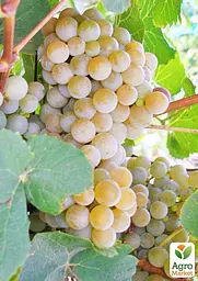 Саджанець Agro-Market Виноград Дублянський (винний сорт, ранній термін дозрівання) 1 шт. в пакуванні (178127) - мініатюра 2