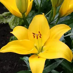 Лілія "Rapid Yellow" (186407) 1 шт