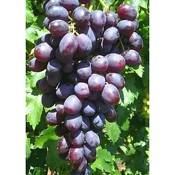 Саджанець Agro-Market Виноград Пам'яті Вчителя (сверхранний термін дозрівання, ягоди не тріскаються і дуже великі) 1 шт. в упаковці (25533) - мініатюра 3