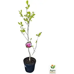 Саджанець Agro-Market Магнолія щеплена 4-річна суланжа Satisfaction (висота 60-80 см) (152755) 1 шт. в упаковці - мініатюра 2