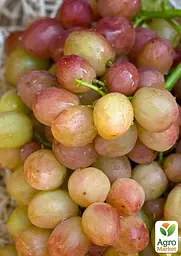 Саджанець Agro-Market Виноград Смешарики (великий, соковитий яскраво виражений мускат) 1 шт. в пакуванні (71640) - мініатюра 2