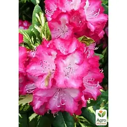 Саджанець Agro-Market Рододендрон рожевий Фантастика (Fantastica) (45482) 1 шт. в упаковці - мініатюра 5