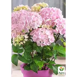 Саджанець Agro-Market Гортензія великолистна 2-х річна Pink Flamingo висота саджанця 25-45 см (183490) 1 шт. в упаковці - мініатюра 2