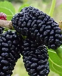 Саджанець Agro-Market Шовковиця великоплідна Шеллі (літній сорт, ранній термін дозрівання) (25938) 1 шт. в упаковці - мініатюра 3