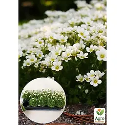 Саджанець Agro-Market Ломикамінь квітучий килим Marto White (144872) 1 шт. - мініатюра 2