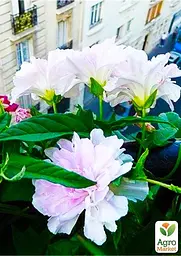 Саджанець Agro-Market Калістегія махрова кучерява (Calystegia hederacea Flore Pleno) (52695) - мініатюра 2