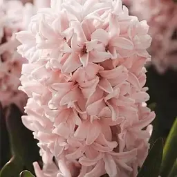 Гіацинт "Apricot Passion" (17241) 2 шт