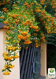 Піраканта "Soleil d'Or" 3-річна (висота 80-100см) (184991) 1 саженец - мініатюра 3
