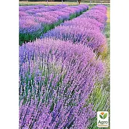 Саджанець Agro-Market Лаванда зубчаста Goodwin (контейнер № 10 висота 10-15 см) (49820) 1 шт. в упаковці - мініатюра 2