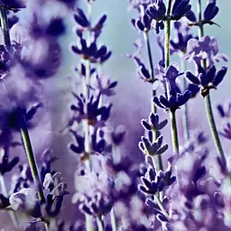 Кухонний фартух вініловий Лаванда наклейка для кухні фіолетовий квіти Прованс 60х250 см Happy Pocket Z180274 - мініатюра 8