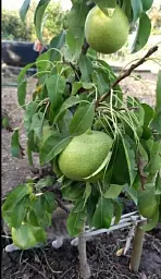 Саджанець Agro-Market Груша колоновидна Зелений дощ (осінній сорт) 1 шт. в упаковці (21431) - мініатюра 2