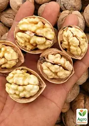 Саджанець Agro-Market Волоський горіх Велетень (середній термін дозрівання) 1 шт. в упаковці (53327) - мініатюра 2