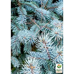 Саджанець Agro-Market Ялина блакитна Colorado Blue (горщик P9) (176605) - мініатюра 2