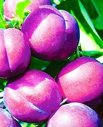 Саджанець Agro-Market Слива Венгерка (пізній термін дозрівання) (36759) 1 шт. в упаковці - мініатюра 2