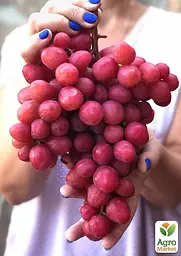 Саджанець Agro-Market Виноград Динька (дуже солодкий морозостійкий мускат) 1 шт. в пакуванні (61659) - мініатюра 2