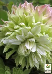 Саджанець Agro-Market Клематис Midori (38145) - мініатюра 3