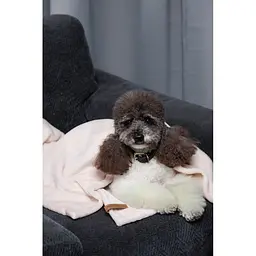 Плед Pet Fashion Bliss 2 для собак и котів плюш пудра 68х114,6 см - мініатюра 10