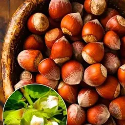 Саджанець Agro-Market Фундук Трапезундський (середній термін дозрівання, перехресне запилення, садити по 2 шт) (24613) 1 шт. в упаковці - мініатюра 5